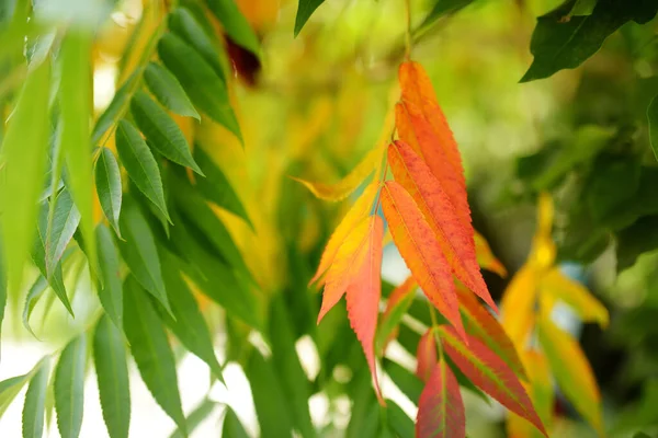秋の明るい日に木の枝に美しい赤いスマックの葉 — ストック写真