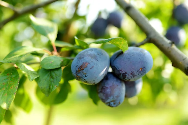 Prugne Viola Ramo Albero Nel Frutteto Raccolta Dei Frutti Maturi — Foto Stock