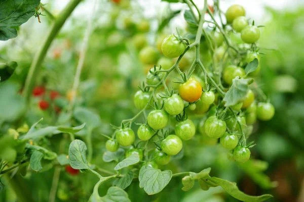 Ripening Organic Fresh Tomatoes Plants Bush Growing Own Fruits Vegetables — Stock Photo, Image