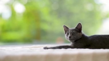 Genç, oynak Rus Mavi kediciği pencerenin kenarında dinleniyor. Yeşil gözlü, muhteşem mavi-gri kedi. Evdeki evcil hayvan.