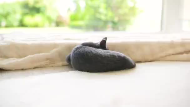 Junges Verspieltes Russisches Blaues Kätzchen Entspannt Fenster Wunderschöne Blaugraue Katze — Stockvideo