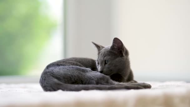 Young Playful Russian Blue Kitten Relaxing Window Gorgeous Blue Gray — Vídeos de Stock