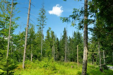 Önünde orman olan güzel bir alçak Tatras dağlık arazisi. Polonya, Zakopane yakınlarındaki Tatra dağlarının görkemli çam ağaçları.