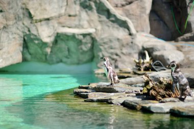 Krakow hayvanat bahçesinde bir grup sevimli penguen