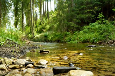 Polonya 'nın Zakopane yakınlarındaki Tatra dağlarının görkemli çam ağaçları arasından akan soğuk sığ bir dere. Güzel Alçak Tatra dağlık arazisi ve ön planda orman.