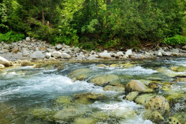 Slovakya 'nın Podspady yakınlarındaki Tatra dağlarının görkemli çam ağaçlarının arasından esen soğuk sığ Javorinka deresi. Güzel Alçak Tatra dağlık arazisi ve ön planda orman..