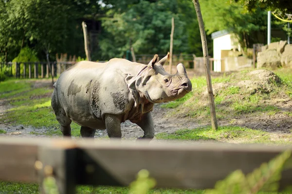 White Rhinoceros Square Lipped Rhinoceros Largest Extant Species Rhinoceros Zoo — Stock Photo, Image