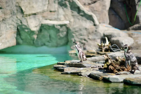 Krakow hayvanat bahçesinde bir grup sevimli penguen