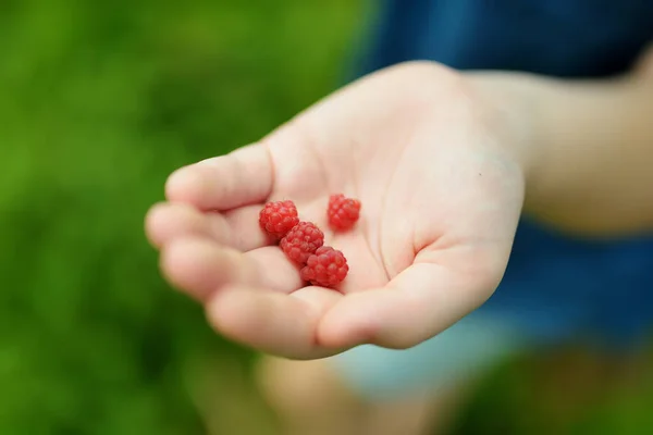 Close Childs Hands Holding Fresh Wild Raspberries Picked Beautiful Pine — Stock Photo, Image