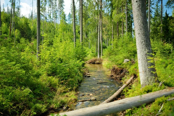 ポーランドのザコパネ近くのタトラ山脈の雄大な松の木を通って冷たい浅いストリーム巻き 前景に森林と美しい低タトラ高山の風景 — ストック写真