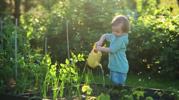 Cute Blond Little Toddler Watering Pot Outdoors Garden Kid Helping — Vídeos de Stock