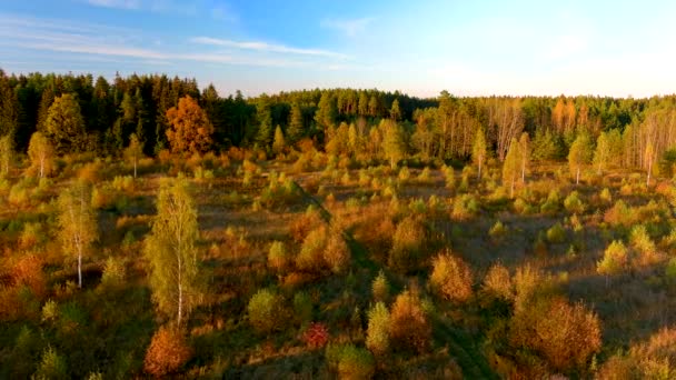 Вид Воздуха Красивый Край Осеннего Леса Удивительным Голубым Небом Солнечный — стоковое видео