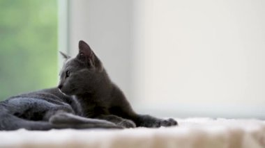 Genç, oynak Rus Mavi kediciği pencerenin kenarında dinleniyor. Yeşil gözlü, muhteşem mavi-gri kedi. Evdeki evcil hayvan.