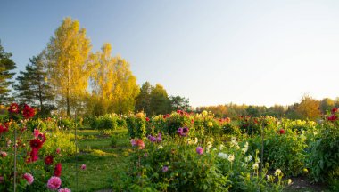 Sonbaharda bahçe bahçesinde renkli yıldız çiçekleri. Sonbahar sezonu. Dışarıdaki dekoratif çiçekler..