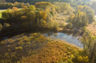 Sabahın erken saatlerinde ağaçlar ve nehir manzarası. Sonbaharda turuncu ve sarı yapraklı güzel sisli orman manzarası. Litvanya, Vilnius 'ta sonbahar şehir parkı manzarası