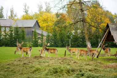 Sonbahar günü hayvanat bahçesinde vahşi geyikler. Çiftlikteki ren geyiklerini izlemek.