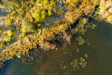 Yeşil ve sarı ağaçları ile sonbahar orman hava görünümünü. Karışık yapraklı ve iğne yapraklı orman. Güzel sonbahar sahne Vilnius city, Litvanya yakınındaki
