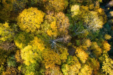 Yeşil ve sarı ağaçları ile sonbahar orman görünümünü hava üstünü. Karışık yapraklı ve iğne yapraklı orman. Güzel sonbahar sahne Vilnius city, Litvanya yakınındaki