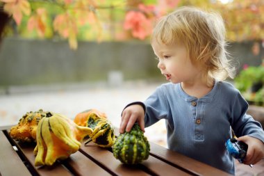 Güneşli bir sonbahar gününde dışarıda çeşitli dekoratif balkabaklarıyla oynayan komik çocuk. Doğayı keşfeden çocuk. Küçük çocuklar için sonbahar aktiviteleri.