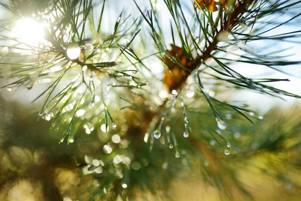 Regn Faller Furunåler Solfylt Høstdag – stockfoto