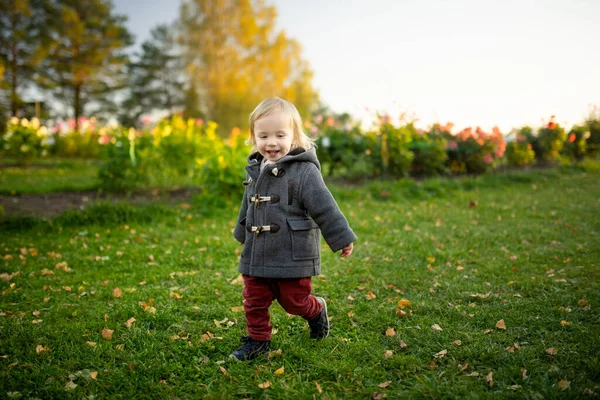 Menino Bonito Brincando Campo Dália Florescente Criança Colhendo Flores Frescas — Fotografia de Stock