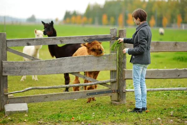 Menina Bonito Acariciando Uma Alpaca Zoológico Fazenda Dia Outono Criança — Fotografia de Stock