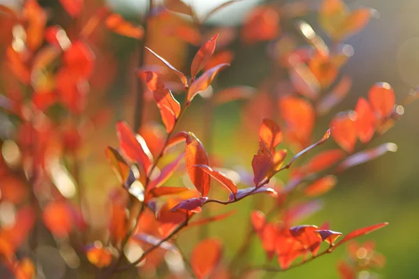 秋の明るい日に木の枝に美しい赤い葉 — ストック写真