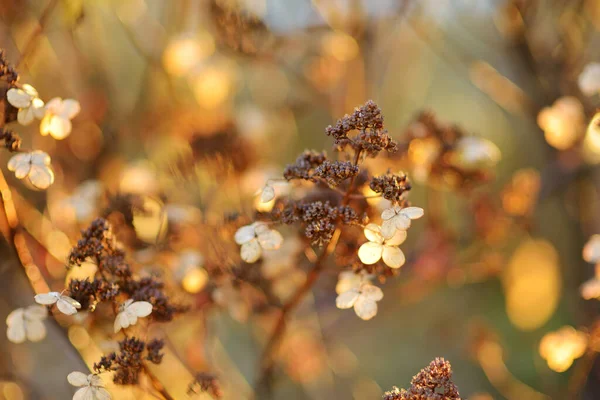 Kurumuş Ortancaların Çiçek Arkaplanı Mevsimsel Konsept Sonbaharın Kahverengi Renkleri Yumuşak — Stok fotoğraf