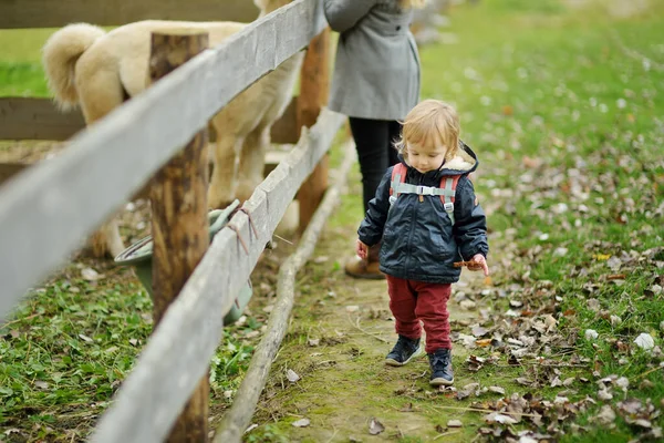 Lindo Niño Mirando Una Alpaca Zoológico Granja Día Otoño Niños —  Fotos de Stock