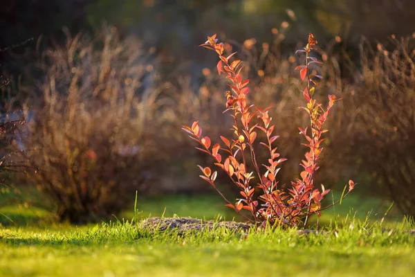 Όμορφα Κόκκινα Φύλλα Ένα Θάμνο Φωτεινή Φθινοπωρινή Μέρα — Φωτογραφία Αρχείου