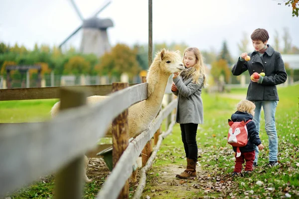 Menina Bonito Acariciando Uma Alpaca Zoológico Fazenda Dia Outono Crianças — Fotografia de Stock