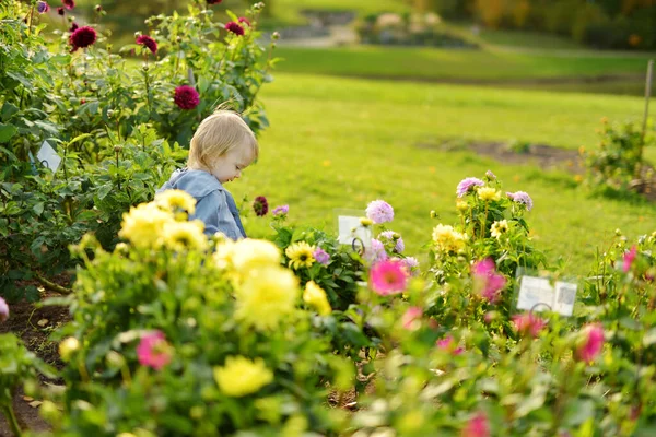 Cute Toddler Boy Playing Blossoming Dahlia Field Child Picking Fresh — Stock Photo, Image