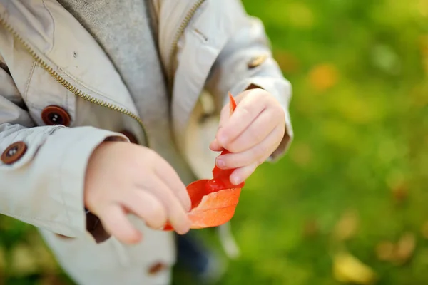 Netter Kleiner Junge Mit Leuchtend Orangefarbenen Laternenförmigen Physalis Blüten Herbsttag — Stockfoto