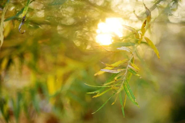 Belles Feuilles Dorées Sur Une Branche Arbre Jour Automne Lumineux — Photo