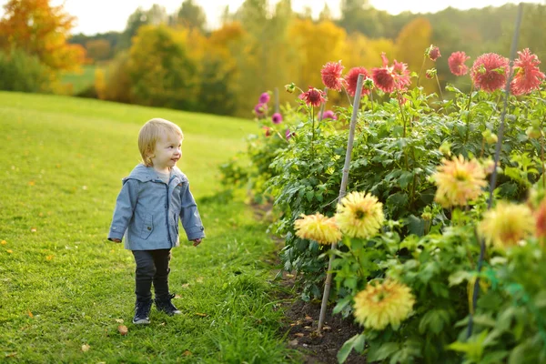 Leuke Peuter Die Het Bloeiende Dahlia Veld Speelt Kind Plukt — Stockfoto