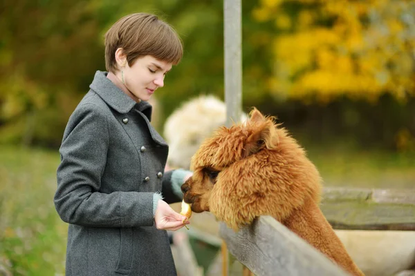 Linda Joven Acariciando Una Alpaca Zoológico Granja Día Otoño Niño — Foto de Stock