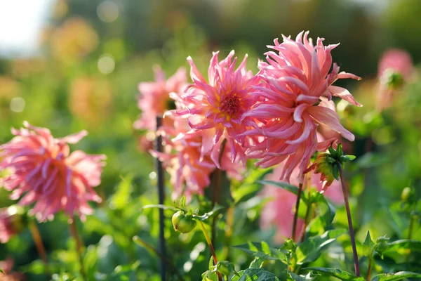 Colourful dahlia flowers in a backyard garden in autumn. Fall season. Decorative flowers outdoors.