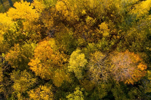 Aerial Top View Autumn Forest Green Yellow Trees Mixed Deciduous — Stock Photo, Image