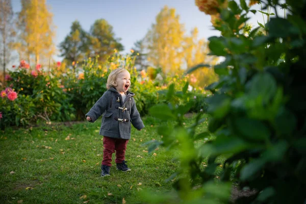 Leuke Peuter Die Het Bloeiende Dahlia Veld Speelt Kind Plukt — Stockfoto