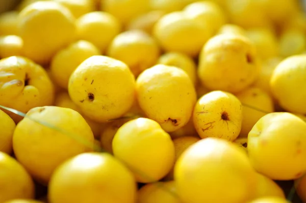Bright yellow fruits of quince. Sunny summer day in a garden. Harvesting fresh organics fruits.