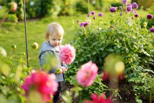 Cute Toddler Boy Playing Blossoming Dahlia Field Child Picking Fresh — Stock Photo, Image