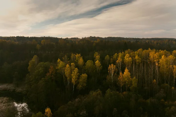 Aerial View Autumn Forest Green Yellow Trees Mixed Deciduous Coniferous — Stock Photo, Image