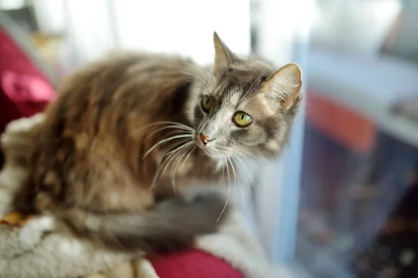 Cute grey Siberian cat curled up on a pillow in cozy living room.