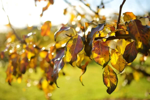 Hermosas Hojas Doradas Una Rama Árbol Brillante Día Otoño — Foto de Stock