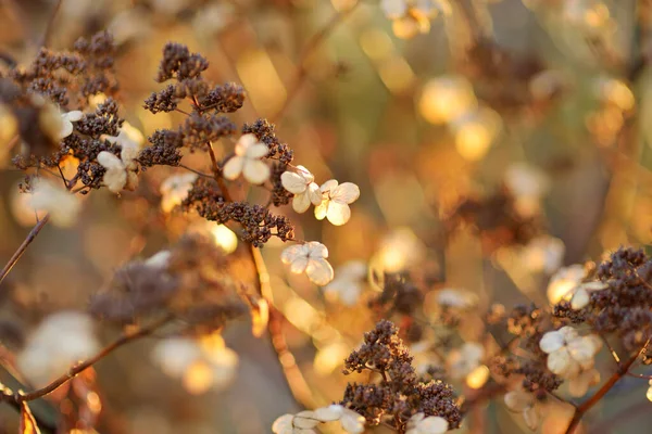 Floral Φόντο Αποξηραμένα Ορτανσία Εποχιακή Έννοια Καφέ Χρώματα Του Φθινοπώρου — Φωτογραφία Αρχείου