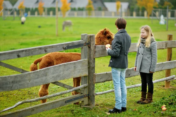 Jolie Jeune Fille Caressant Alpaga Dans Zoo Ferme Jour Automne — Photo