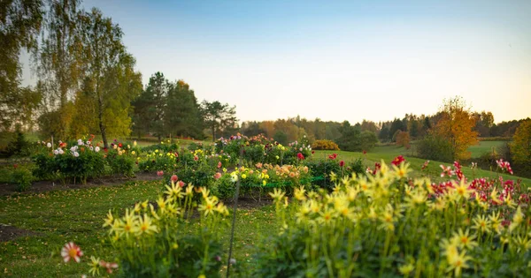 Färgglada Dahlia Blommor Trädgård Trädgård Hösten Höstsäsong Dekorativa Blommor Utomhus — Stockfoto