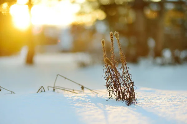 Getrocknete Blumen Bedeckt Mit Schnee Einem Kalten Wintertag Saisonbedingtes Konzept — Stockfoto
