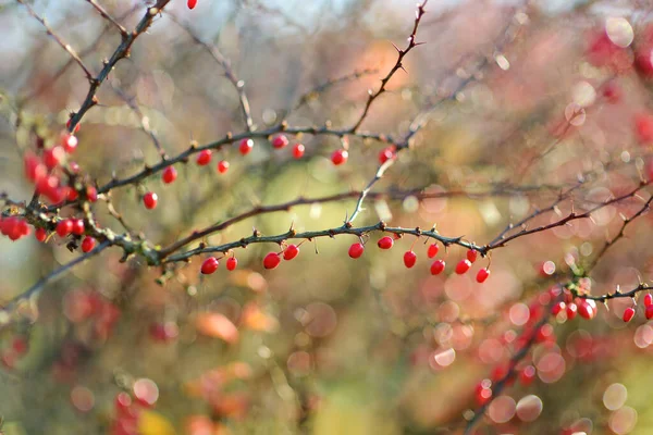 Ярко Красные Ягоды Ветке Осенью Berberis Darwinii Plant Красивая Яркая — стоковое фото