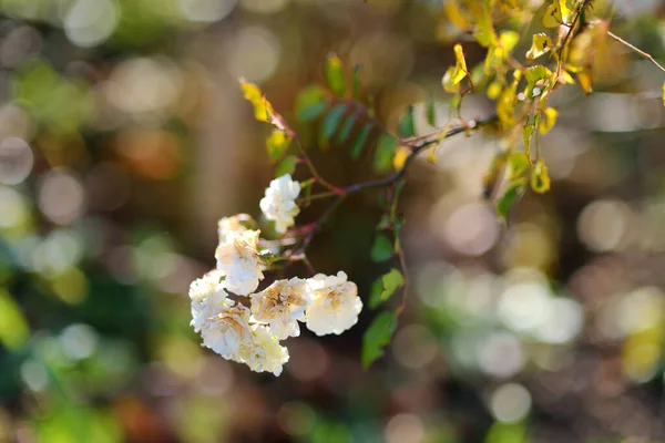 Branch Blossoming Wild Rose Bush Late Autumn Day — Stock Photo, Image